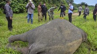 Gajah berjenis kelamin jantan ini ditemukan mati tanpa kepala.