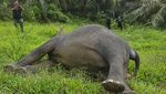 Tragis, Gajah di Aceh Ditemukan Mati Tanpa Kepala
