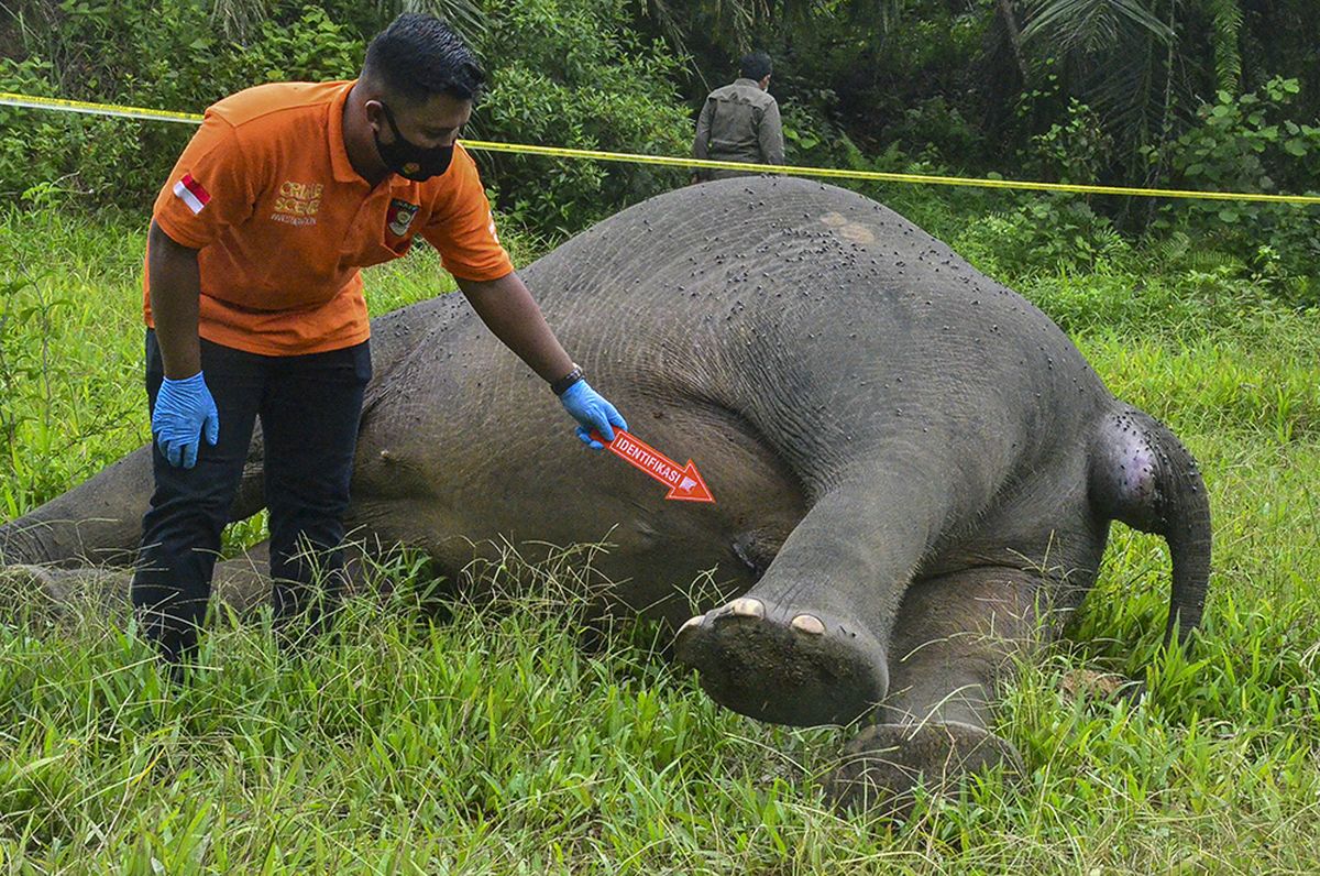 Tragis Gajah Di Aceh Ditemukan Mati Tanpa Kepala