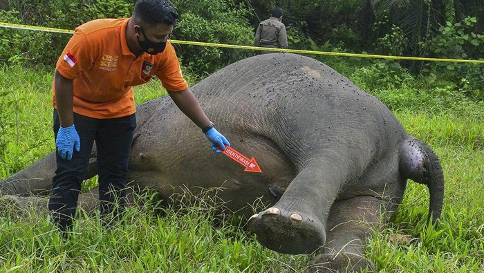 Bangkai seekor gajah Sumatera ditemukan di kawasan perkebunan sawit yang ada di Aceh. Gajah itu ditemukan mati tanpa kepala.