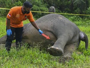 Siapa Tega Racuni Gajah hingga Tewas Tanpa Kepala?