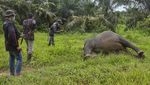 Tragis, Gajah di Aceh Ditemukan Mati Tanpa Kepala
