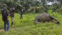 Tim identifikasi Polres Aceh Timur melihat bangkai gajah Sumatra (Elephas Maximus Sumatrensis) yang mati terbunuh di kawasan perkebunan sawit milik PT Bumi Flora di Desa Jambo Reuhat, Kecamatan Banda Alam, Kabupaten Aceh Timur, Aceh. Senin (12/7/2021).  