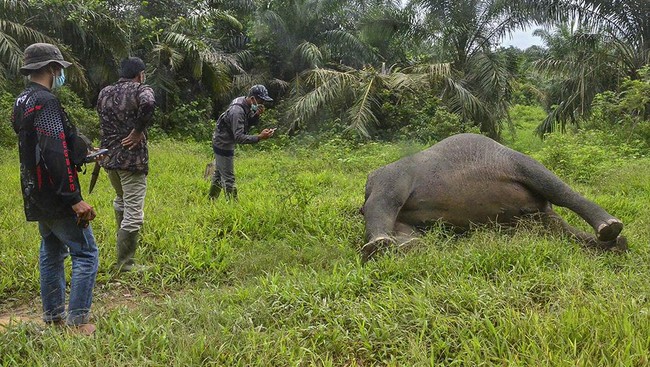 Tragis Gajah Di Aceh Ditemukan Mati Tanpa Kepala