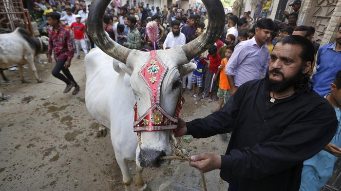 Cara Unik Jual Sapi Kurban di Pakistan Seorang pedagang sapi kurban di Paskitan memiliki kandang di lantai 4 rumahnya. Bila ada pembeli yang berminat sapi-sapi akan diturunkan menggunakan crane.