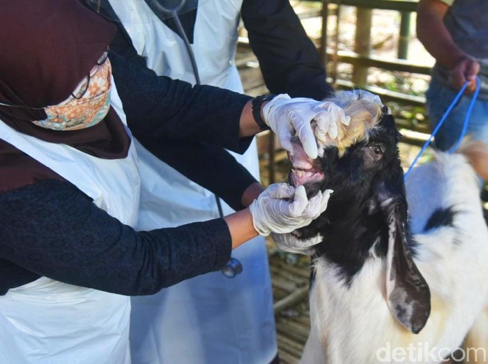 Dinas Pertanian dan Pangan Banyuwangi melakukan sidak di lapak penjualan hewan kurban. Sidak dilakukan untuk memastikan hewan yang dijual dalam kondisi sehat dan layak untuk disembelih.