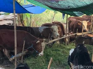 Syarat Buka Lapak Hewan Kurban di Surabaya, Lapor Camat hingga DKPP