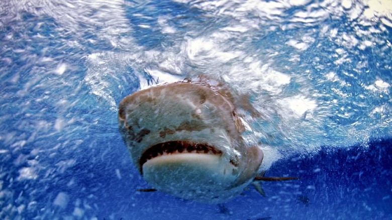 Hiu macan Photographic slide and close-up view of a tiger shark swimming in the Bahamas