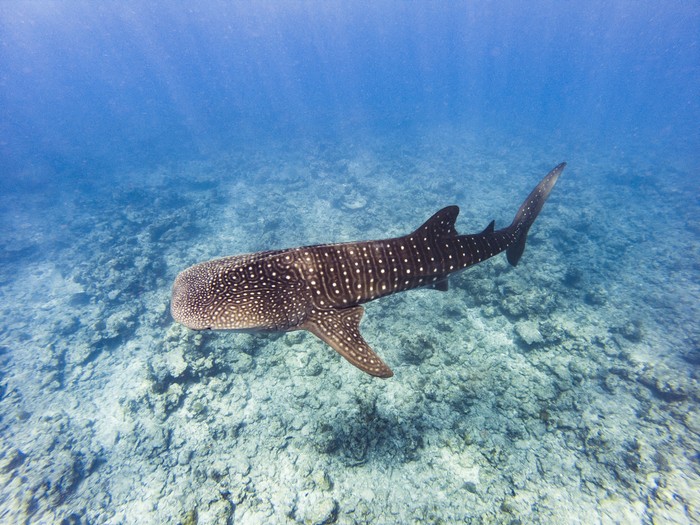 The big Whale shark