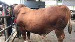 Ini Penampakan Sapi Sultan Limosin yang Harganya Selangit