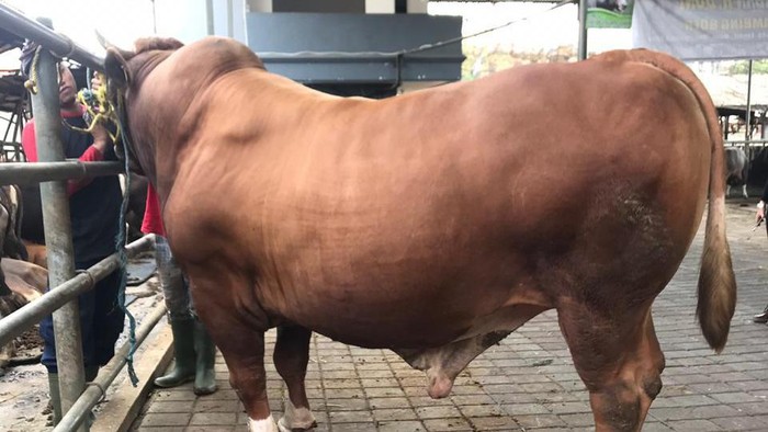 Ini Penampakan Sapi 'Sultan' Limosin yang Harganya Selangit Sapi limosin dikenal sebagai sapi yang harganya mahal. Tak heran, sapi ini kerap jadi incaran para pejabat dan orang-orang tajir alias para 'sultan'. Berikut penampakannya: