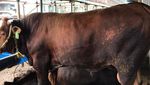 Ini Penampakan Sapi Sultan Limosin yang Harganya Selangit