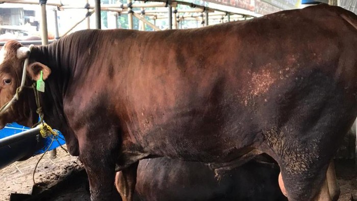 Ini Penampakan Sapi 'Sultan' Limosin yang Harganya Selangit Sapi limosin dikenal sebagai sapi yang harganya mahal. Tak heran, sapi ini kerap jadi incaran para pejabat dan orang-orang tajir alias para 'sultan'. Berikut penampakannya: