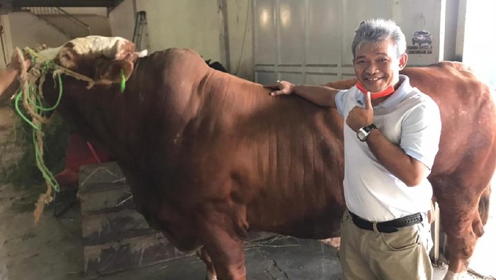 Sapi limosin dikenal sebagai sapi yang harganya mahal. Tak heran, sapi ini kerap jadi incaran para pejabat dan orang-orang tajir alias para 'sultan'. Berikut penampakannya: