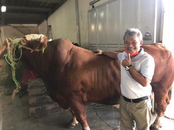 Ini Penampakan Sapi Sultan Limosin yang Harganya Selangit
