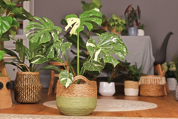 Tropical Monstera Deliciosa Thai Constellation houseplant with beautiful white sprinkled varigated leaves in basket flower pot in living room with many plants in burry background