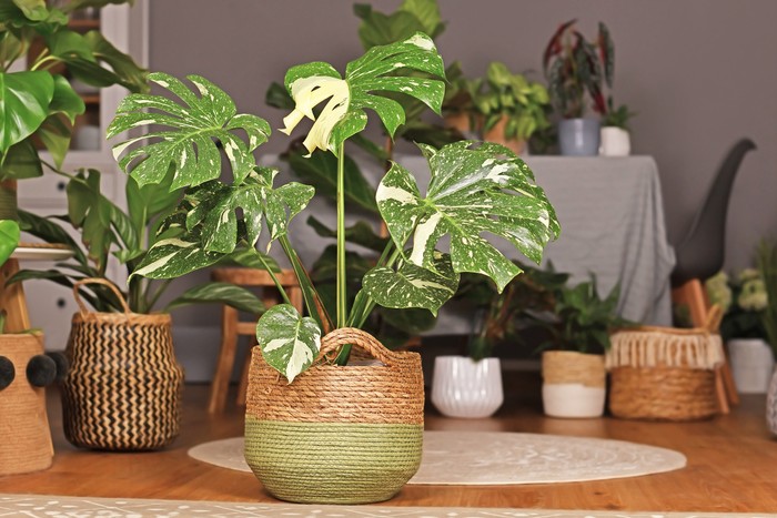 Monstera Varigata Tropical Monstera Deliciosa Thai Constellation houseplant with beautiful white sprinkled varigated leaves in basket flower pot in living room with many plants in burry background