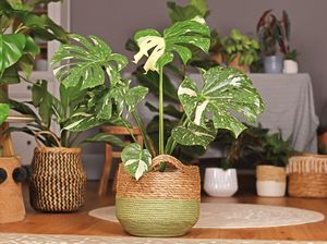 5 Titik Penempatan Monstera Deliciosa untuk Datangkan Hoki di Rumah