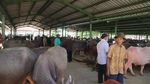 Pasar Ternak Kudus Ramai di Tengah PPKM Darurat