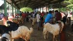 Pasar Ternak Kudus Ramai di Tengah PPKM Darurat