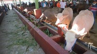 Pedagang dan pengunjung memadati Pasar Hewan Gulang, Kudus, Jawa Tengah, Selasa (13/7/2021) sekitar pukul 10.00 WIB. Namun disayangkan masih banyak pembeli maupun pedagang hewan yang masih abai terhadap protokol kesehatan dalam masa PPKM Darurat.