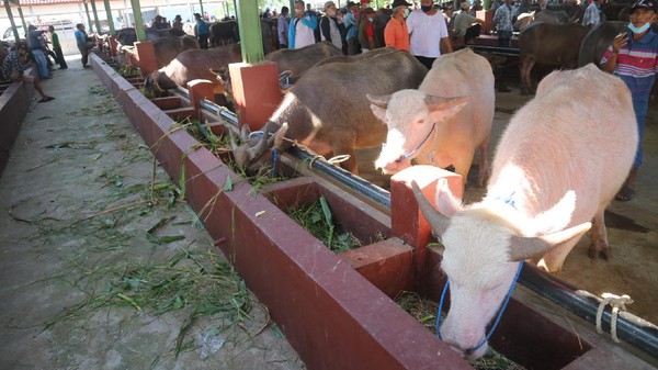 Pasar Ternak Kudus Ramai di Tengah PPKM Darurat