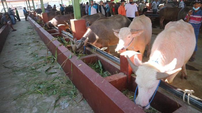 Pasar Ternak Kudus Ramai di Tengah PPKM Darurat Pasar Hewan Gulang, Kudus, Jateng, dipadati pembeli dan pedagang menjelang Idul Adha. Kepadatan pasar ini terjadi saat pemerintah sedang memberlakukan PPKM Darurat.
