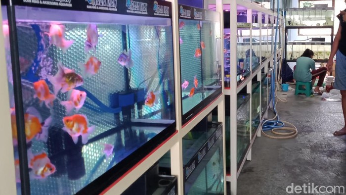 Pedagang ikan hias di Klaten terdampak kelangkaan oksigen, Selasa (13/7/2021).