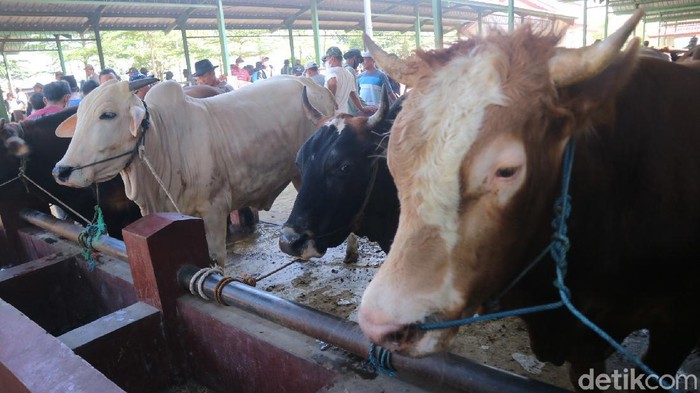 Pedang hewan ternak di Pasar Ternak Gulang Kudus, Selasa (13/7/2021).