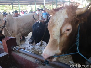 Pedagang di Kudus Sambat Tak Bisa Kirim Hewan Kurban Imbas PPKM Darurat