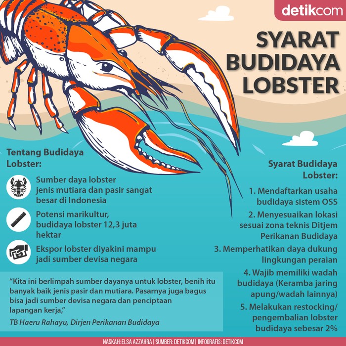 Syarat Budidaya Lobster