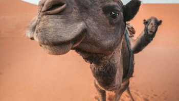 Cilukba... Foto: dok Bored Panda