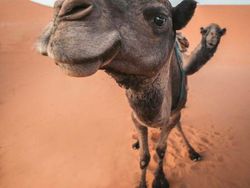 Deretan Penampakan di Foto yang Keren dan Bikin Ngakak