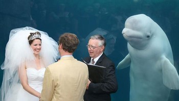 Paus beluga jadi saksi pernikahan. Foto: dok Bored Panda