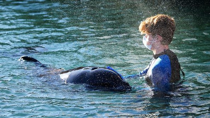 Seekor anak paus Orca terdampar di Plimmerton, Selandia Baru. Anak paus itu ditemukan tersangkut di bebatuan dekat Plimmerton.