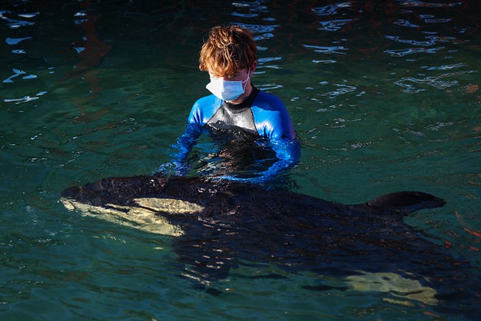 Seekor anak paus Orca terdampar di Plimmerton, Selandia Baru. Anak paus itu ditemukan tersangkut di bebatuan dekat Plimmerton.