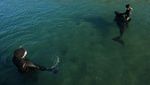 Kasian, Anak Paus Orca Terdampar di Selandia Baru