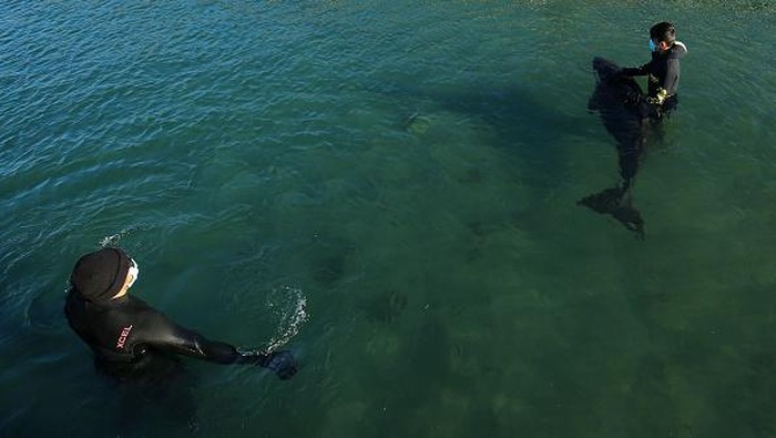 Kasian, Anak Paus Orca Terdampar di Selandia Baru Seekor anak paus Orca terdampar di Plimmerton, Selandia Baru. Anak paus itu ditemukan tersangkut di bebatuan dekat Plimmerton.