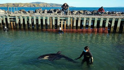 Kasian, Anak Paus Orca Terdampar di Selandia Baru