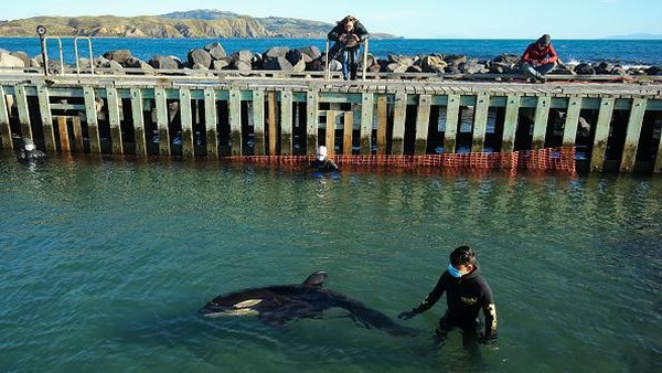 Kasian, Anak Paus Orca Terdampar di Selandia Baru