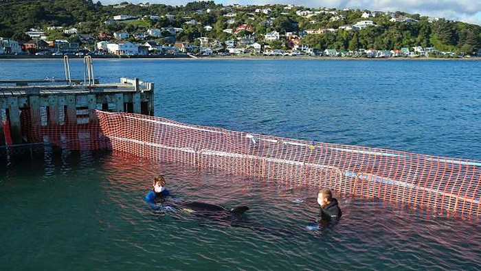 Kasian, Anak Paus Orca Terdampar di Selandia Baru Seekor anak paus Orca terdampar di Plimmerton, Selandia Baru. Anak paus itu ditemukan tersangkut di bebatuan dekat Plimmerton.