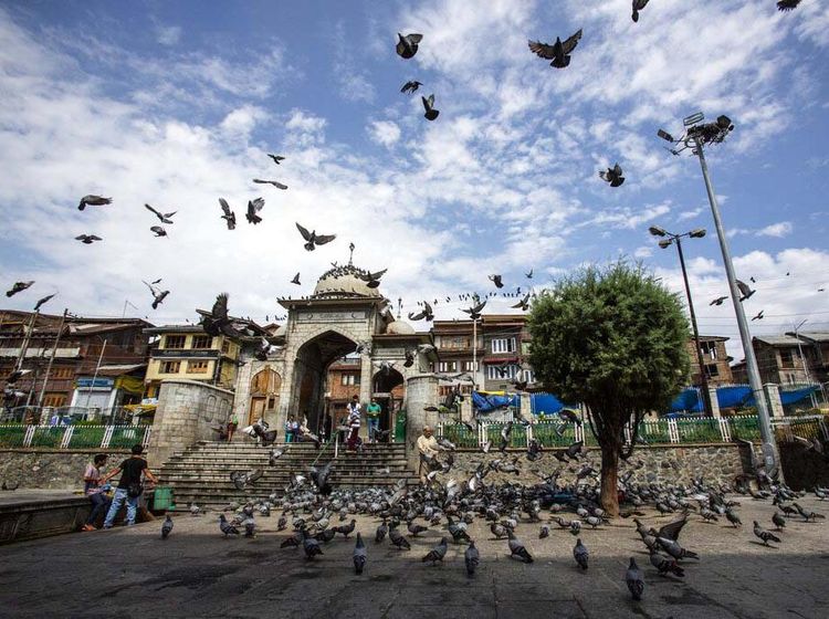 Memberi Makan Ratusan Merpati di Masjid Muslim Kashmir