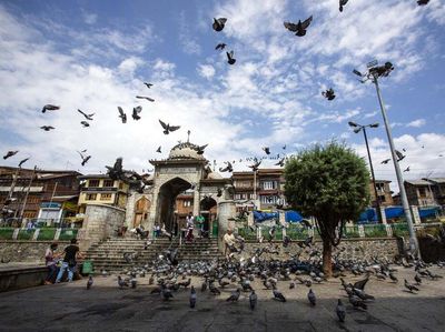 Memberi Makan Ratusan Merpati di Masjid Muslim Kashmir