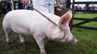 Namun akhirnya The Great Yorkshire Show kembali digelar tahun ini selama empat hari, dari tanggal 13 hingga Jumat 16 Juli 2021.  