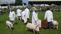 Seekor babi dibawa ke arena penjurian pada hari pertama Pertunjukan Great Yorkshire ke-162, yang berlangsung di Harrogate Show Ground, Inggris, Selasa (13/07/2021).  