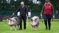Pengunjung sangat antusias menghadiri hari pertama Pertunjukan Great Yorkshire ke-162 di Harrogate Showground, Inggris.  