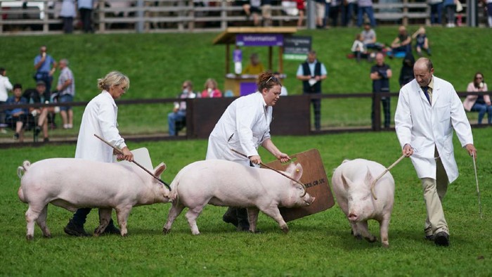 HARROGATE, ENGLAND - JULY 13: Crowds look into the main arena on the first day of the 162nd Great Yorkshire Show at the Harrogate Show Ground on July 13, 2021 in Harrogate, England. The Great Yorkshire Show, one of the country's largest agricultural events, was cancelled last year due to the Covid-19 pandemic. The Great Yorkshire Show is held this year over four days, running from Tuesday 13 to Friday 16 July. This year capacity has been limited to a maximum of 26,000 people a day to minimise any potential crowding and to ensure social distancing can be maintained throughout the site. The Great Yorkshire Show is Englands premier agricultural event and is organised by the Yorkshire Agricultural Society. (Photo by Ian Forsyth/Getty Images)