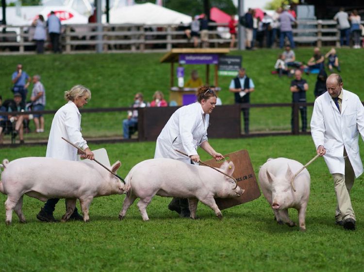 Meriahnya Perlombaan Babi di Inggris Kala Pandemi