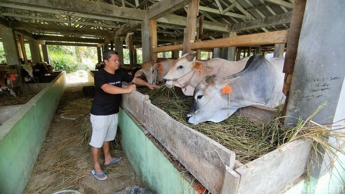 Penjual hewan kurban di Kuningan