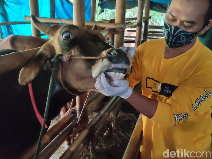 1.600 sapi di Ciamis tak layak kurban